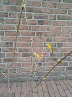 Schijnhazelaar, Vaste plant, Halfschaduw, Lente, Ophalen