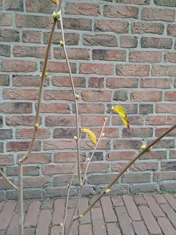 Schijnhazelaar beschikbaar voor biedingen