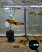 Xiphophorus Maculatus Gouden Mickey Mouse Platy, Vis, Zoetwatervis