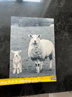 Houten Foto Schaap met Lam Tekening/Foto Kunst Decoratie, Antiek en Kunst, Ophalen of Verzenden