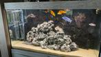 Malawi cichliden, Dieren en Toebehoren, Vissen | Aquariumvissen, Vis, Zoetwatervis