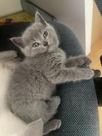 Britisch Korthaar Kittens, Dieren en Toebehoren, Katten en Kittens | Raskatten | Korthaar, Meerdere dieren, Ontwormd