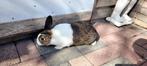 3 leuke Hollanders, Mannelijk, Groot