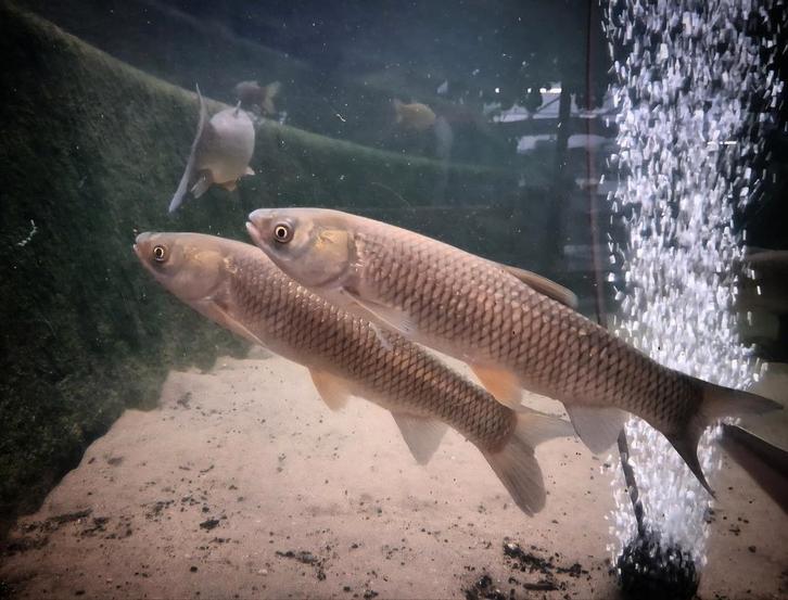 Graskarper- Vijvercentrum Apeldoorn, Dieren en Toebehoren, Vissen | Aquariumvissen, Zoetwatervis, Vis