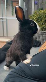 Lief zwart/wit konijn, Dieren en Toebehoren, Konijnen, Mannelijk, Klein, 0 tot 2 jaar