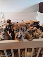 Nestje (08-10-2025) – Kangal/Herder kruising (UBN: 8553377), Dieren en Toebehoren, 8 tot 15 weken, Groot, Meerdere, Meerdere dieren