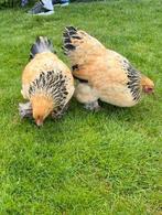 2 Cochinkriel hennen, Dieren en Toebehoren, Vrouwelijk, Kip