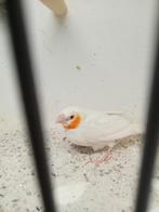 Mooi koppel bandvinken ino, Meerdere dieren