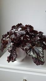 Rex Begonia - te groot, zoekt nieuw huis!, Tuin en Terras, Vaste plant, Bloeit niet, Halfschaduw, Ophalen