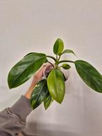 Philodendron Green Congo Variegata, Ophalen of Verzenden, Halfschaduw, Minder dan 100 cm