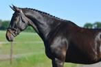 Leuke 7 jarige 1.20 ruin v. Ogano, Dieren en Toebehoren, Paarden, Springpaard, 175 cm of meer, Ruin, M