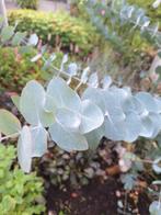 VERSE Eucalyptus Takken - Decoratief & Geurig, Tuin en Terras, Ophalen, Eenjarig, Overige soorten, Volle zon