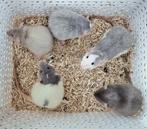 Jonge rittens handtam en gewend aan kinderen, Rat, November, Meerdere dieren, Tam