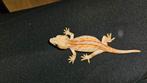 4 Nakweek gargoyle gekko redstripe, 0 tot 2 jaar, Hagedis