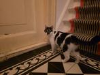 Gevonden poes zwart, wit en grijs, Kat
