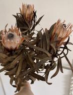 3 st gedroogde protea’s zalm roze nude gedroogd droogbloemen, Ophalen of Verzenden, Nieuw