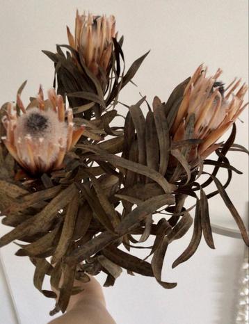 3 st gedroogde protea’s zalm roze nude gedroogd droogbloemen beschikbaar voor biedingen