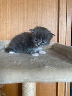 Zeer mooi Tabby main-coon katertje, Dieren en Toebehoren, Katten en Kittens | Raskatten | Langhaar, Kater, Ontwormd, 0 tot 2 jaar