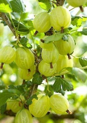 Kruisbessen XL plant., Tuin en Terras, Planten | Fruitbomen, Minder dan 100 cm, Lente, Overige soorten, Volle zon