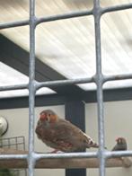 Zebravinkjes, Dieren en Toebehoren, Meerdere dieren