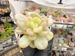 Echeveria Bill Gates/pot 5cm/vetplant/succulent, Ophalen of Verzenden, Halfschaduw, Minder dan 100 cm