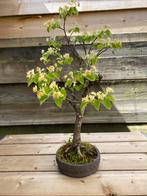 Bonsai Tilia cordata (lindeboom), Ophalen of Verzenden, Volle zon, Overige soorten, Minder dan 100 cm
