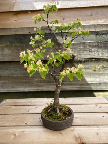 Bonsai Tilia cordata (lindeboom) beschikbaar voor biedingen