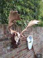 Schedel damhert met flink gewei taxidermy opgezette hert, Ophalen, Hert, Schedel
