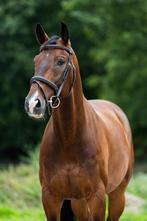 KWPN Menpaard 8 jaar 1.65m, Dieren en Toebehoren, Paarden, Gechipt, Ruin, Dressuurpaard, L