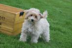 Maltipoo pups uit nest te kiezen, Dieren en Toebehoren, Rabiës (hondsdolheid), 15 weken tot 1 jaar, Overige rassen, Buitenland