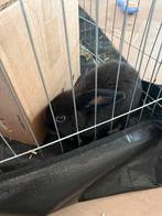 Konijn vrouwtje (gratis), Dieren en Toebehoren, Konijnen, Vrouwelijk, Klein, 0 tot 2 jaar