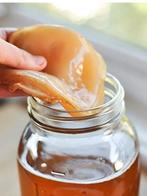 Kombucha scoby  of melkkefir korrels, Ophalen, Overige typen