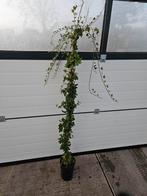 hedera shamrock groen kleinbladdig, Ophalen of Verzenden, Overige soorten, 100 tot 250 cm