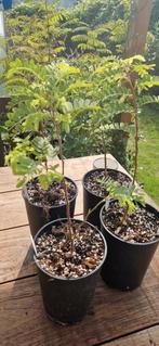 Tamarinde plant uit Thailand 1,5 jaar oud, Ophalen of Verzenden, Volle zon, Overige soorten