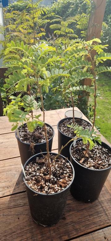 Tamarinde plant uit Thailand 1,5 jaar oud  beschikbaar voor biedingen