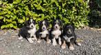 Boulab pups te koop Labrador x Berner Sennen, Dieren en Toebehoren, Honden | Retrievers, Spaniëls en Waterhonden, Particulier