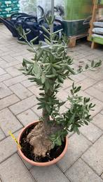 Bonsai Olijfboompjes 65€, Overige soorten, Minder dan 100 cm, Zomer, Ophalen