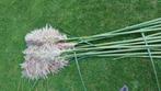 pampas pluimen gratis, Tuin en Terras, Ophalen of Verzenden, Overige soorten, Volle zon