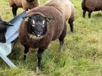 Dassenkop ramlam, Dieren en Toebehoren, Mannelijk, Schaap, 0 tot 2 jaar