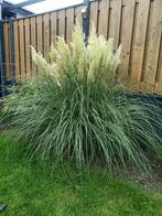Pampas pluimen pampasgras sierpluim droogbloemen, Ophalen, Nieuw
