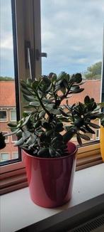 Kamerplant met pot, Tuin en Terras, Bloempotten, Overige materialen, Rond, Ophalen of Verzenden, Zo goed als nieuw