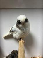 Mooi koppel wit Bonte gloster kanaries kanaries, Dieren en Toebehoren, Vogels | Kanaries, Meerdere dieren, Kleurkanarie