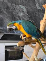 Blauw gele ara, Dieren en Toebehoren, Vogels | Parkieten en Papegaaien, Mannelijk, Papegaai