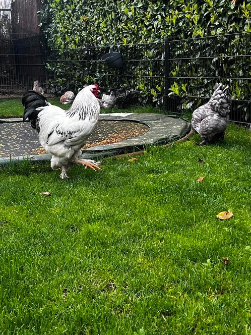 Brahma broedeieren, Dieren en Toebehoren, Pluimvee, Kip, Vrouwelijk