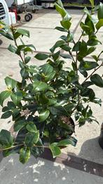 Camelia wit hoog 80/90 forse plant zomer/ winter groen19,95, Ophalen, Zomer, Volle zon