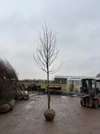 Magnolia Kobus Beverboom Scherp geprijsd!!!, Ophalen, Lente, Volle zon, Overige soorten