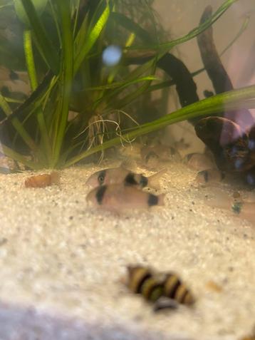 Corydora Panda beschikbaar voor biedingen