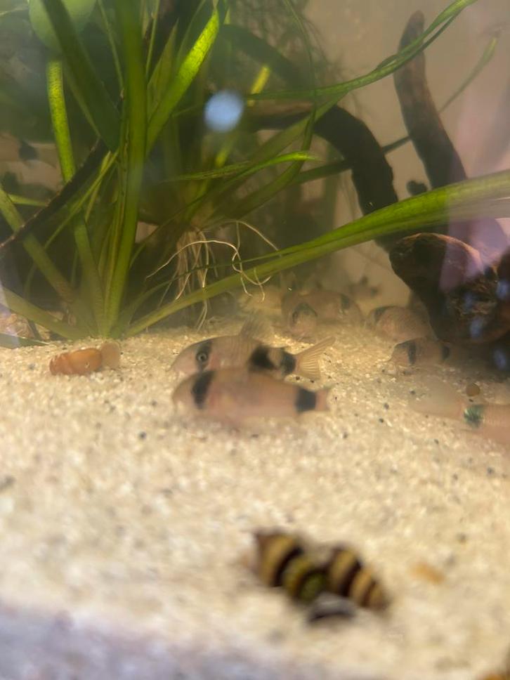 Corydora Panda, Dieren en Toebehoren, Vissen | Aquariumvissen, Vis