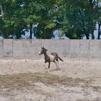 Hengst 1.5 jaar quarter x paint, Dieren en Toebehoren, 0 tot 2 jaar, Hengst, Westernpony, Gechipt