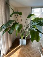 Strelitzia plant, groot, Huis en Inrichting, Kamerplanten, Ophalen, Overige soorten, 200 cm of meer